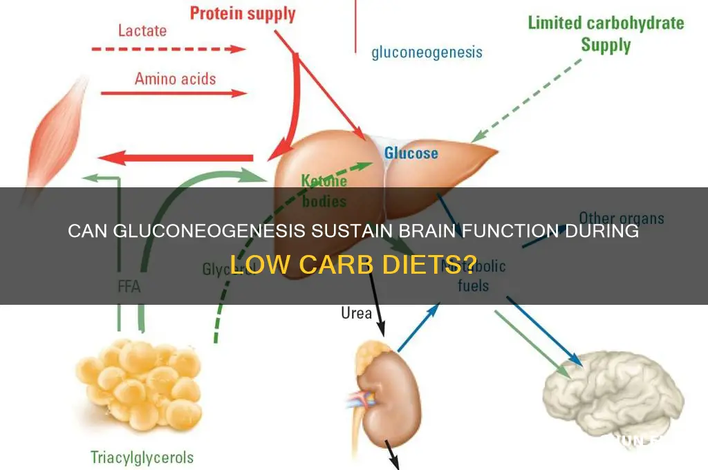 can gluconeogenesis fuel the brain