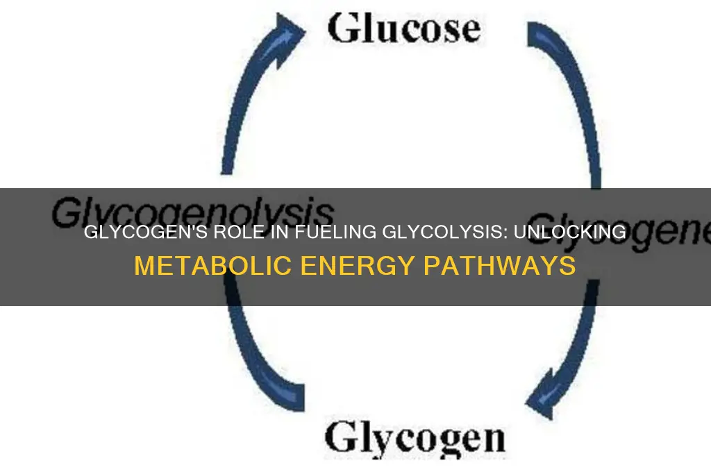 can glycogen be used to fuel glycolysis