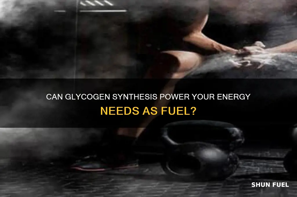 can glycogen synthesis be used for fuel