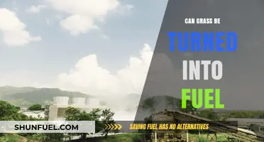 Turning Grass into Fuel: A Sustainable Energy Alternative Explored