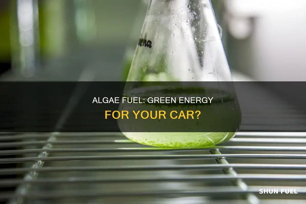 can i use algae fuel in my car