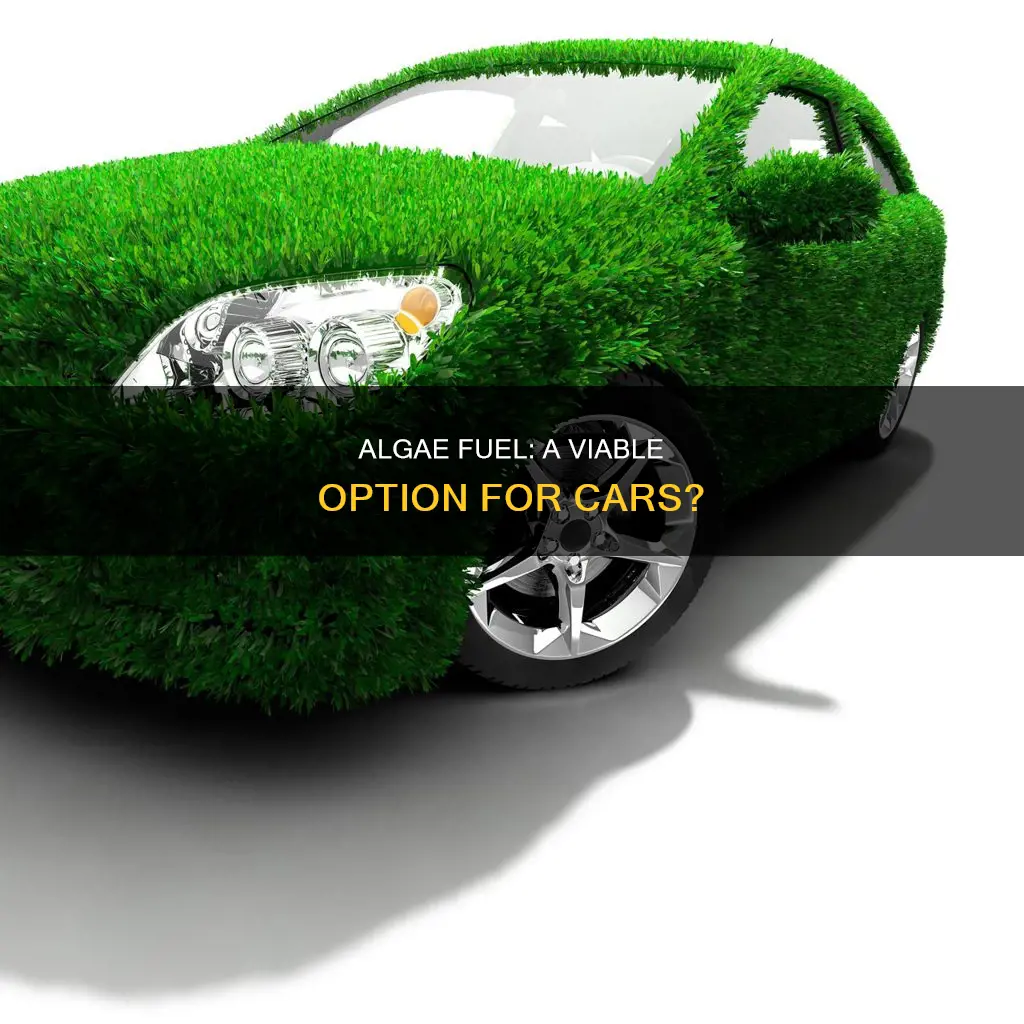 can i use algae fuel in my car