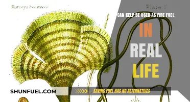 Kelp as Fire Fuel: Real-Life Uses and Sustainability Potential