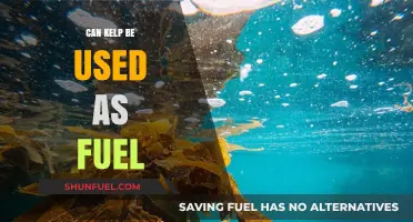 Exploring Kelp as a Sustainable Alternative Fuel Source