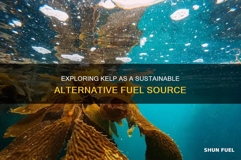 can kelp be used as fuel