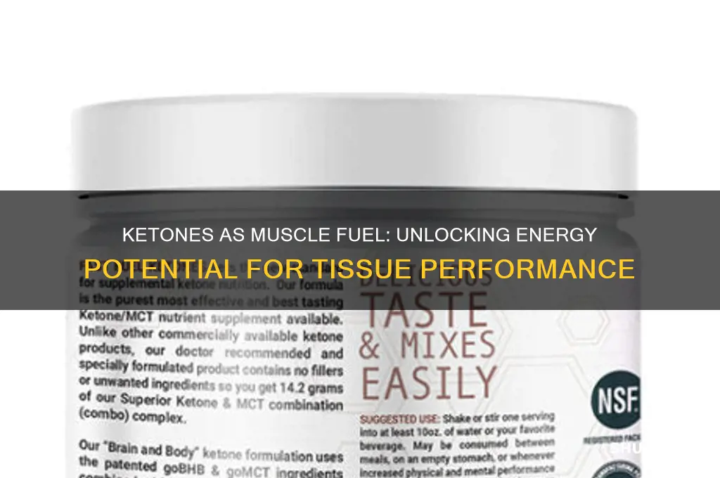 can ketones fuel muscle tissue