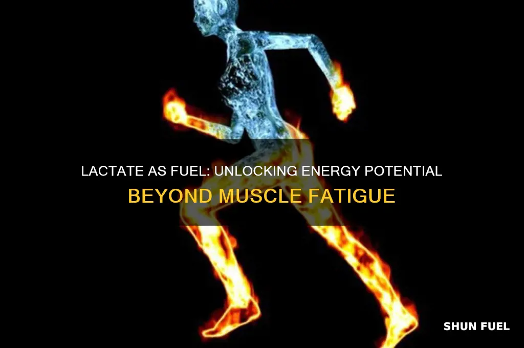 can lactate be used as fuel