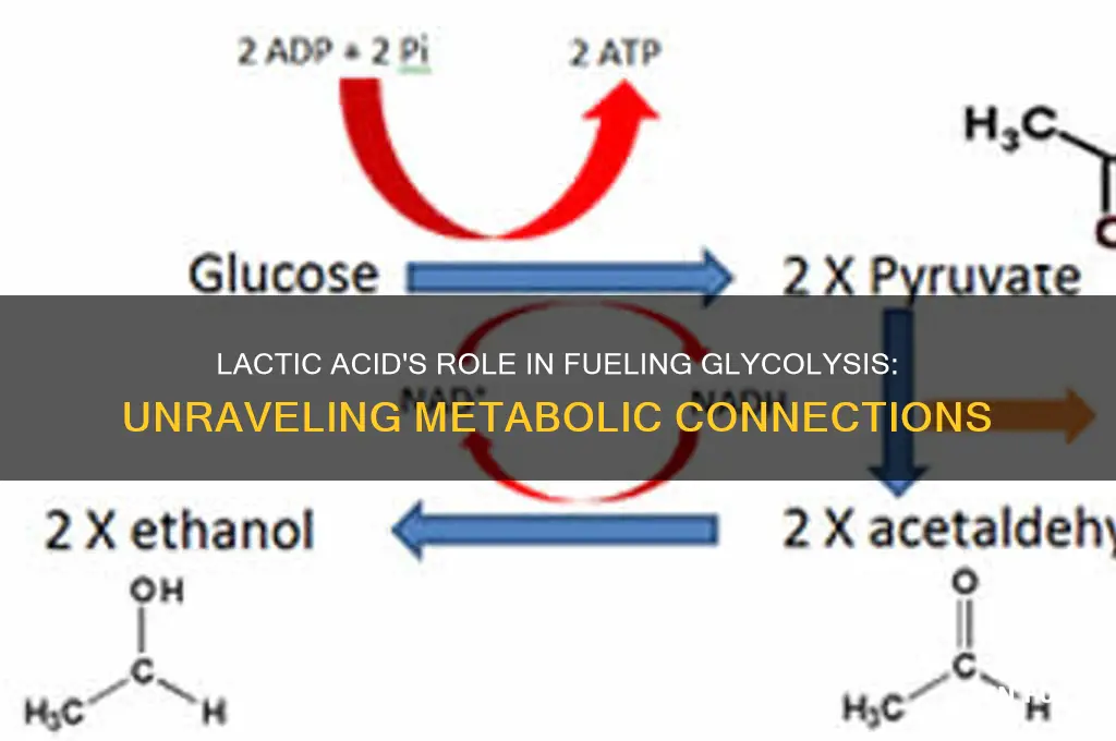 can lactic acid fuels glycolysis