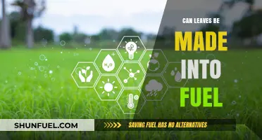 Turning Leaves into Fuel: Exploring Sustainable Bioenergy Alternatives