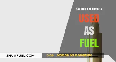 Can Lipids Directly Fuel Energy Needs? Exploring Potential and Limitations
