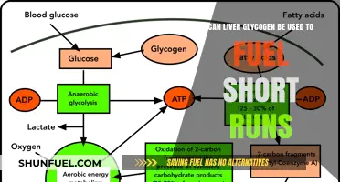Liver Glycogen's Role in Fueling Short-Distance Running Performance