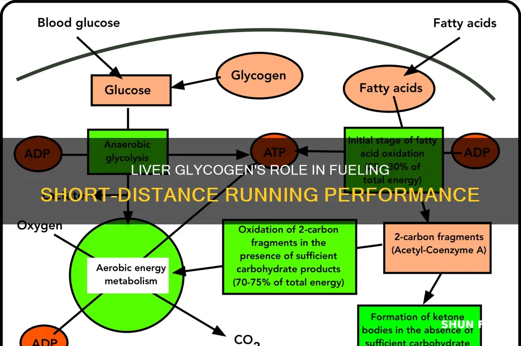 can liver glycogen be used to fuel short runs
