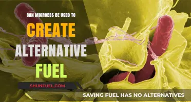 Harnessing Microbes: The Potential for Sustainable Alternative Fuel Creation