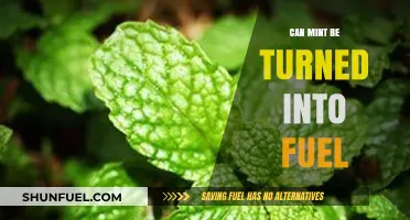 Exploring Mint's Potential: Can This Herb Be Transformed into Fuel?