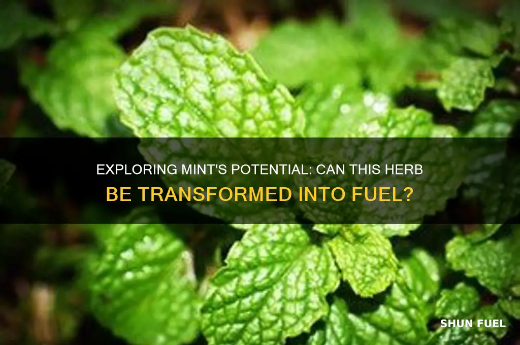 can mint be turned into fuel