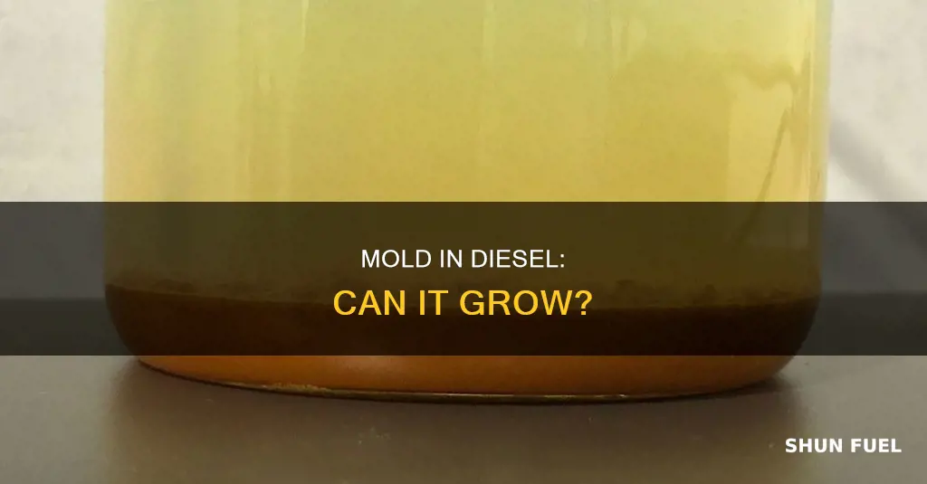 can mold grow in diesel fuel