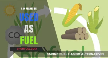 Harnessing Green Energy: Exploring Plants as Sustainable Fuel Sources