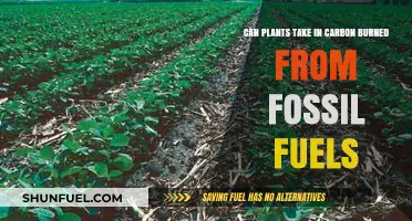 How Plants Absorb Carbon from Fossil Fuels