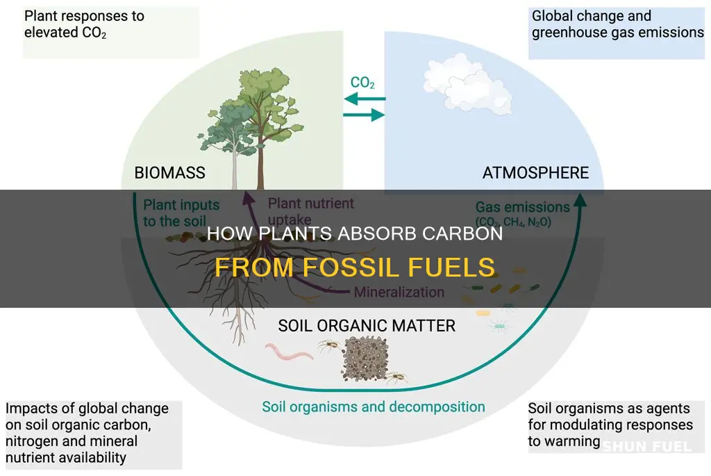 can plants take in carbon burned from fossil fuels