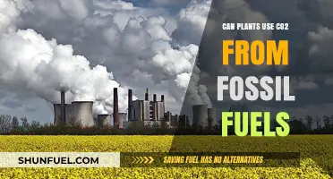 Fossil Fuel Emissions: Do Plants Benefit?