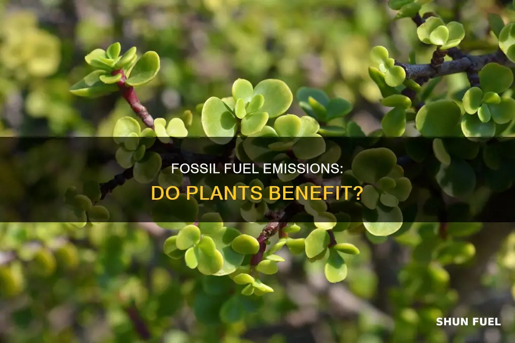 can plants use co2 from fossil fuels