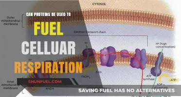 Proteins as Fuel: Powering Cellular Respiration Beyond Carbs and Fats