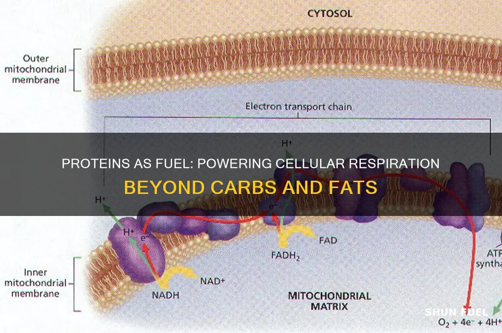 can proteins be used to fuel celluar respiration