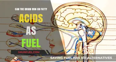 Brain Fuel: Can Fatty Acids Power Cognitive Function?