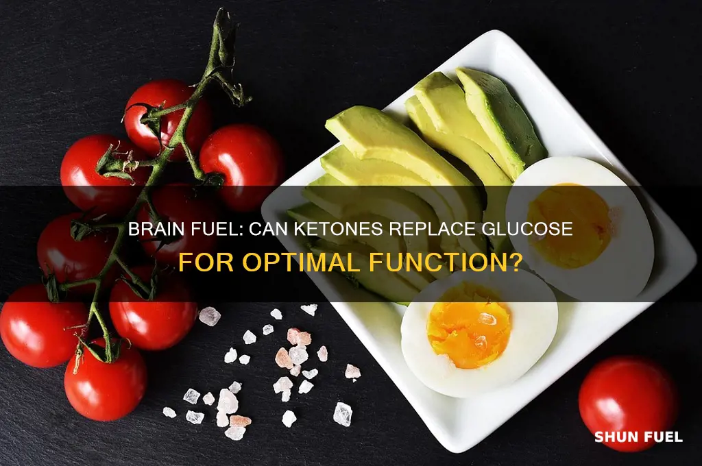 can the brain use fat for fuel