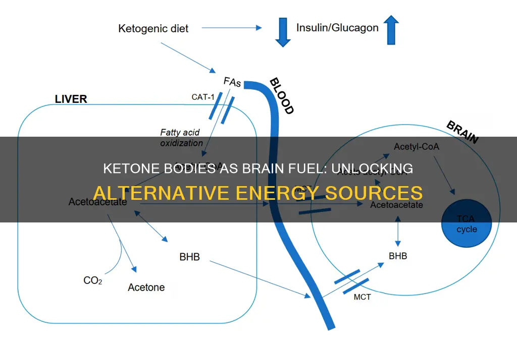 can the brain use ketone bodies for fuel