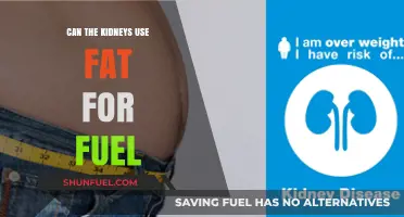 Can Kidneys Burn Fat for Energy? Unlocking Metabolic Secrets