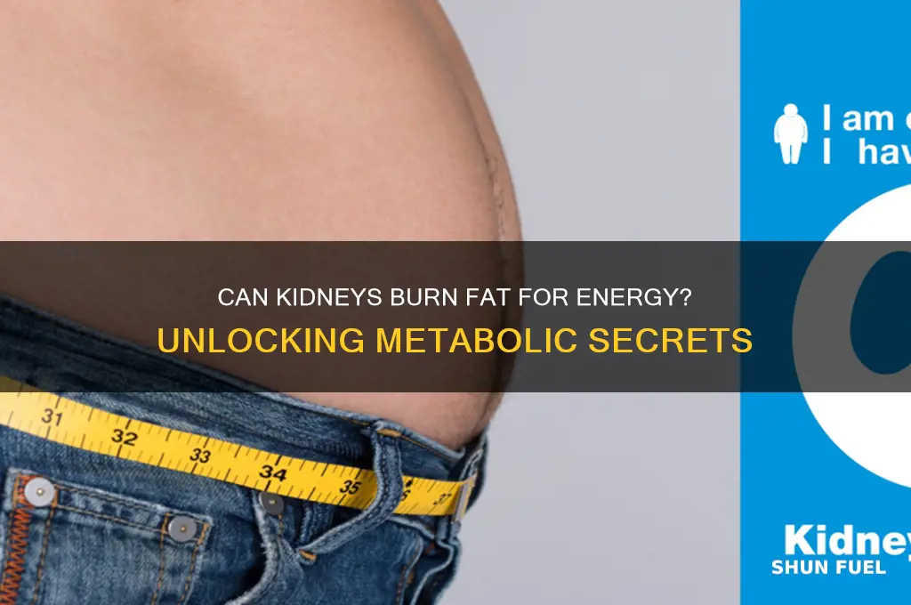 can the kidneys use fat for fuel