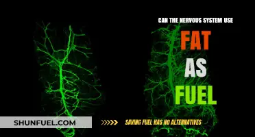Can Your Nervous System Burn Fat for Energy?