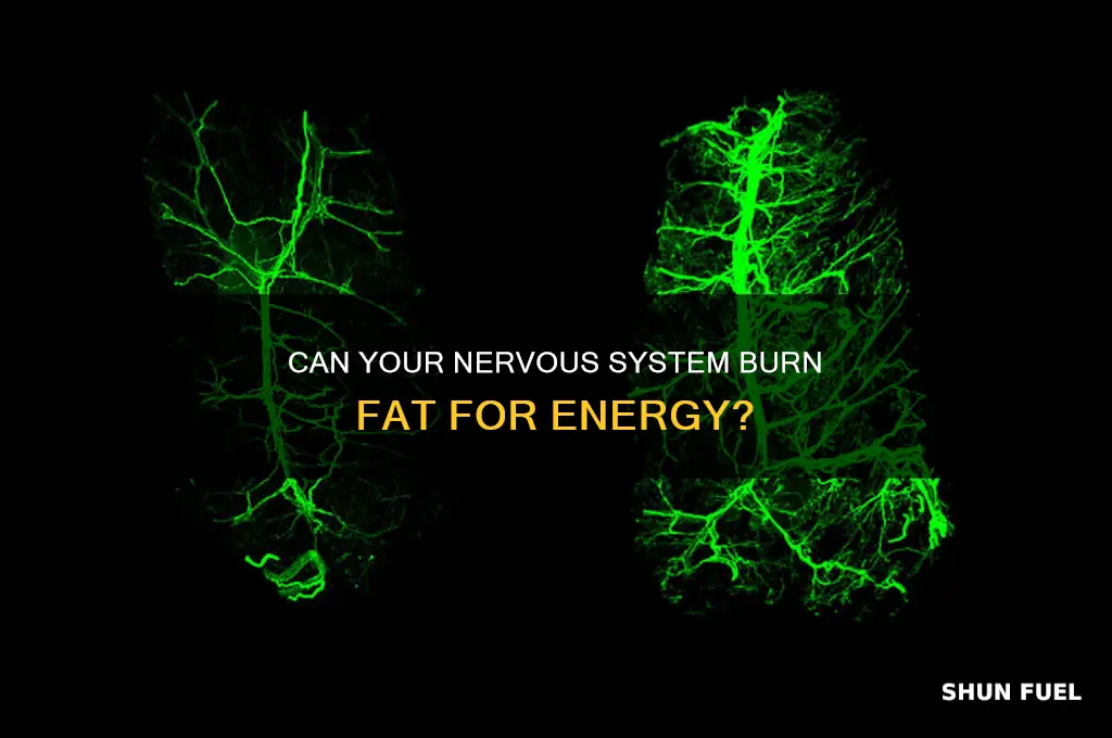 can the nervous system use fat as fuel