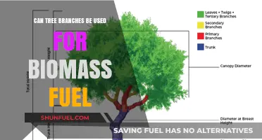Using Tree Branches as Biomass Fuel: Sustainable Energy Potential Explored