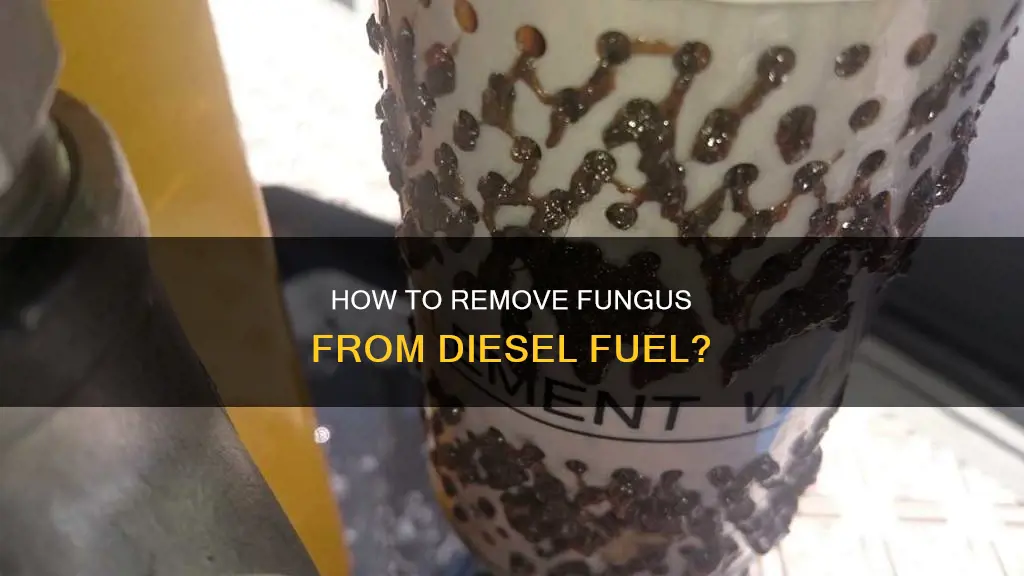 can you get fungus out of diesel fuel