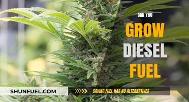 Grow Your Own Diesel: Sustainable Fuel Sources