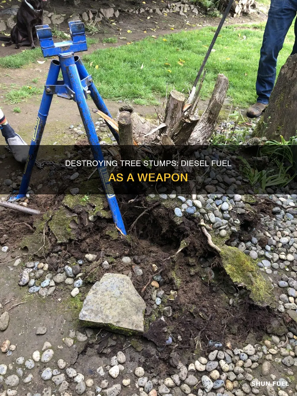 can you kill a tree stump with diesel fuel