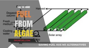 Unlocking Green Energy: Can Algae Be the Future of Fuel?