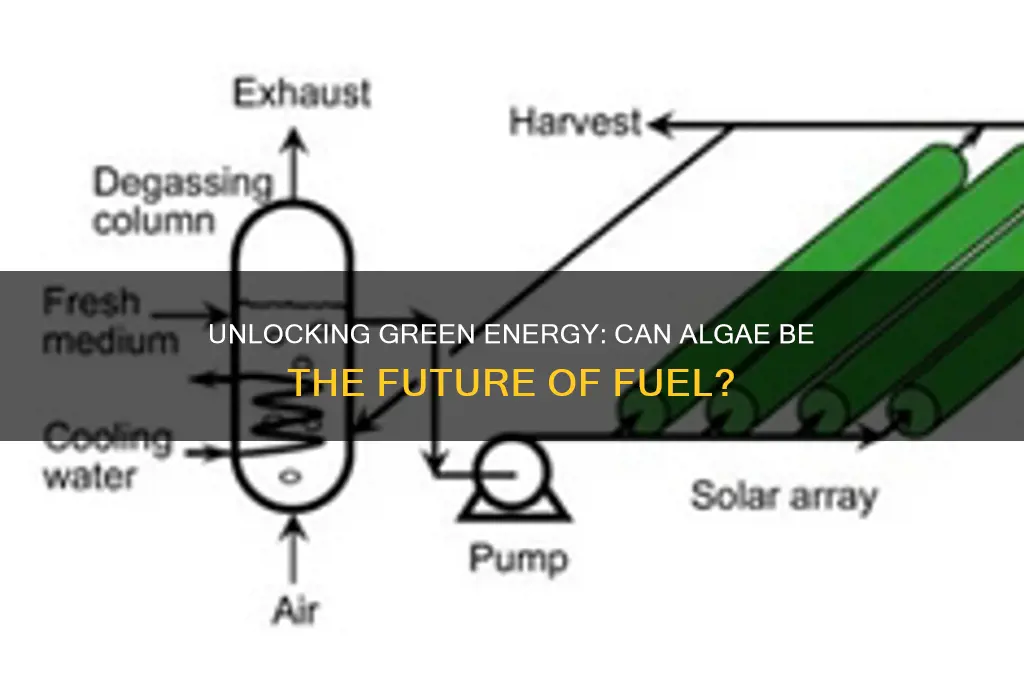 can you make fuel from algae