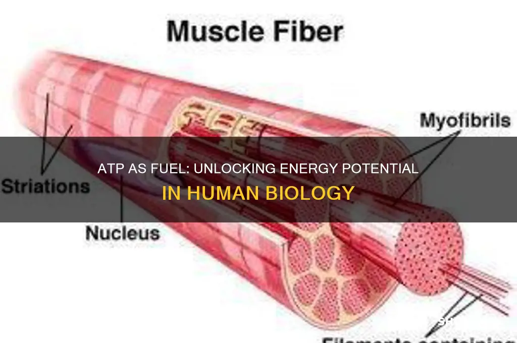 can you use atp as fuel