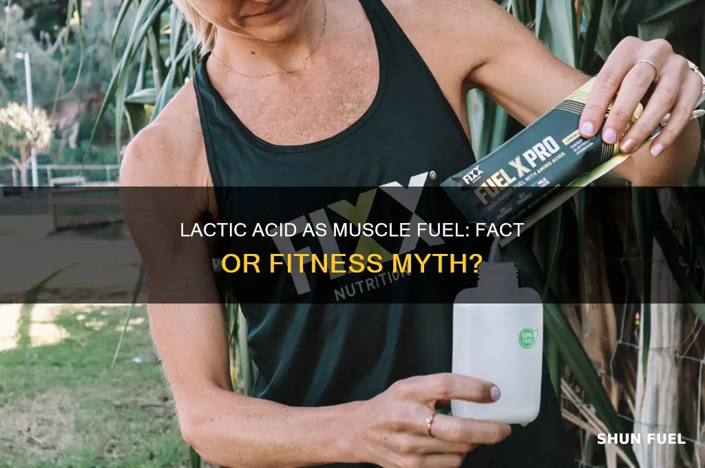 can you use lactic acid as muscle fuel
