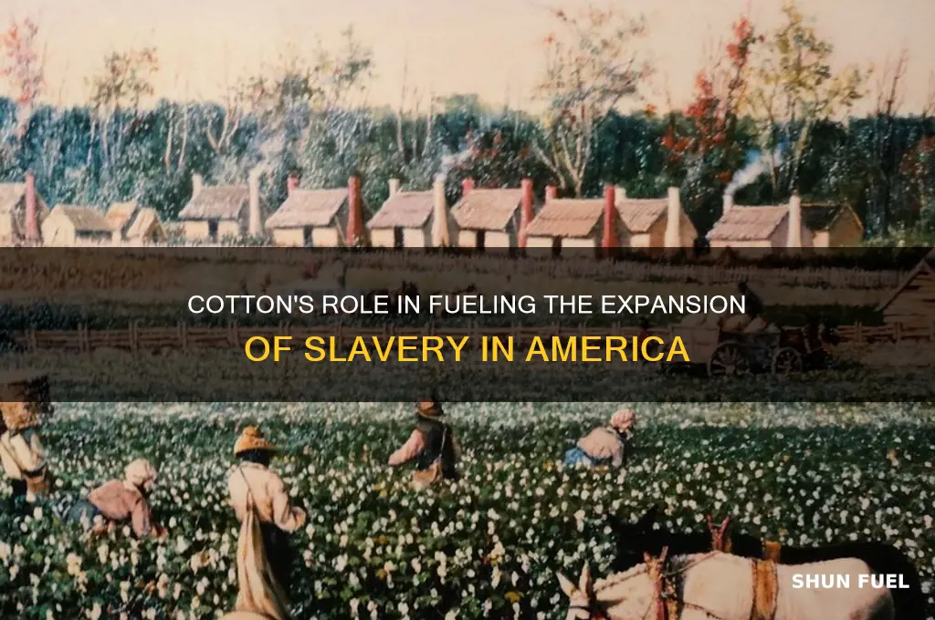 did cotton fuel slavery