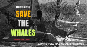 How Fossil Fuels Freed the Whales