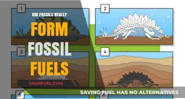 How Fossil Fuels Form: The Fossil Connection