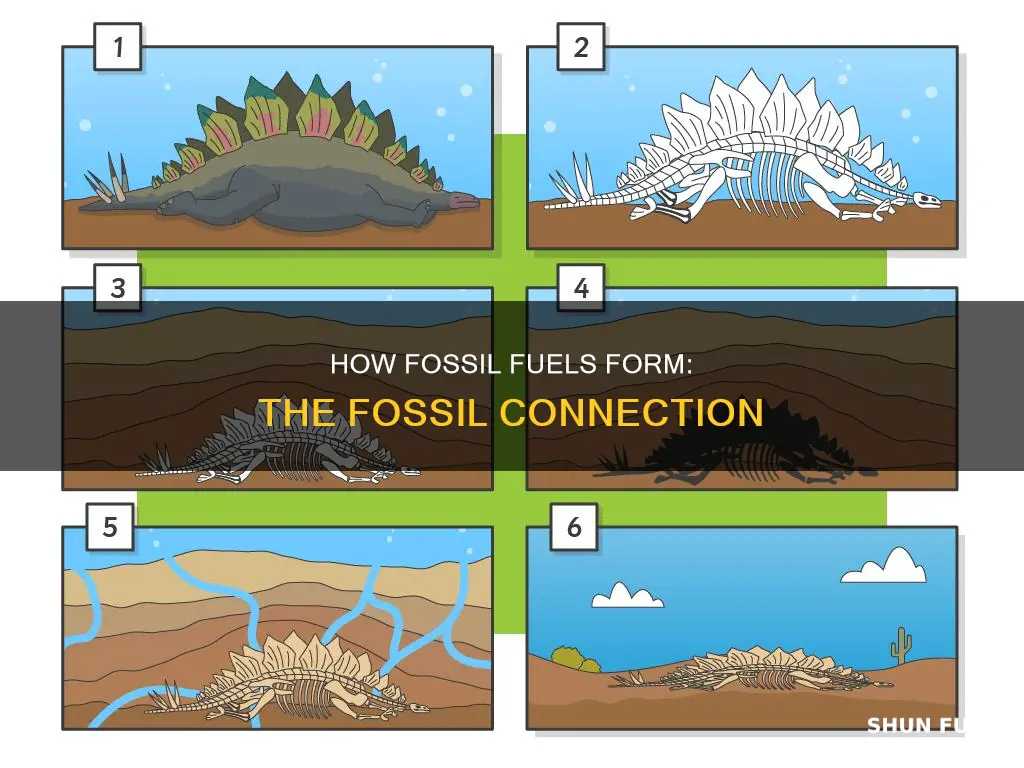 did fossils really form fossil fuels