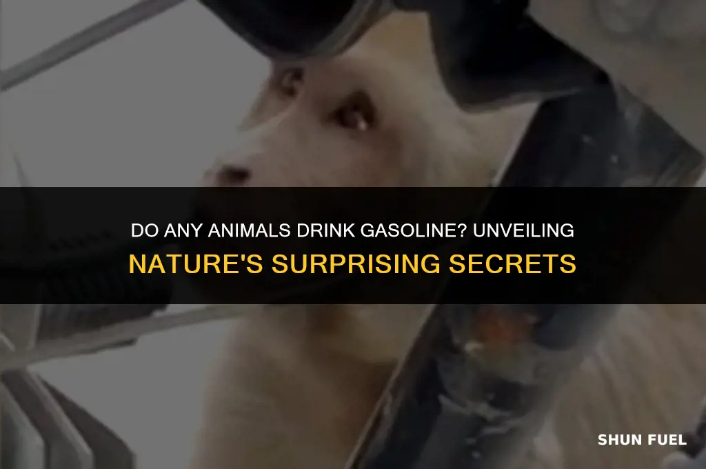 do any animals drink gasoline