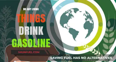Do Any Living Things Drink Gasoline?