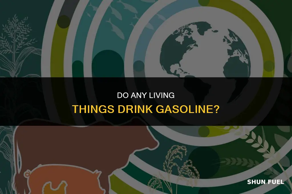 do any living things drink gasoline