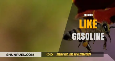 Exploring the Strange Relationship Between Bees and Gasoline